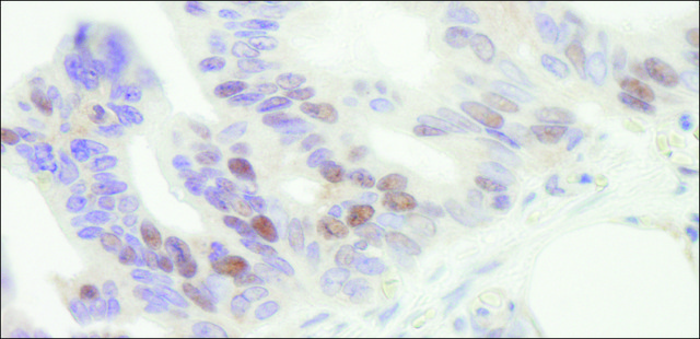 Goat anti-MCM4 Antibody, Affinity Purified