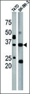 Anti-ICMT (N-term) antibody produced in