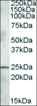 Anti-PLEKHB1 (N-terminal) antibody produced in