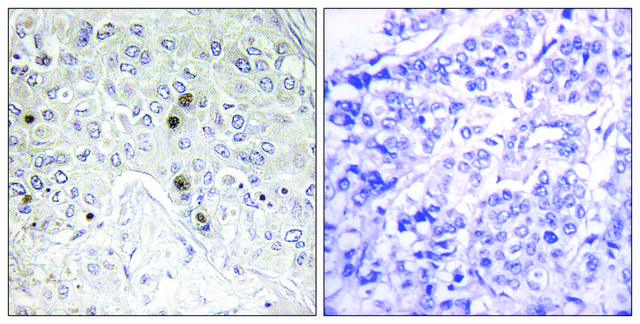 Anti-BATF antibody produced in rabbit
