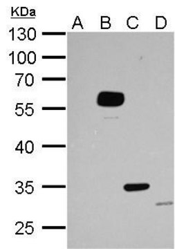 Monoclonal Anti-DDDDK tag antibody produced