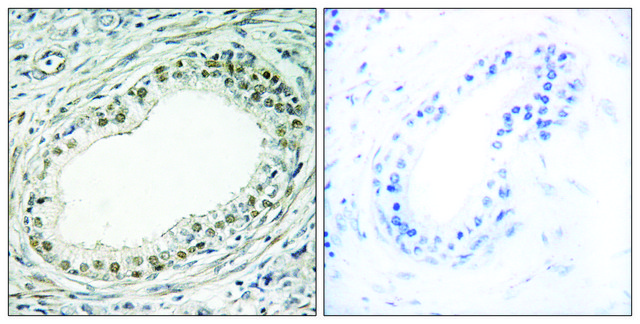Anti-RPL36 antibody produced in rabbit