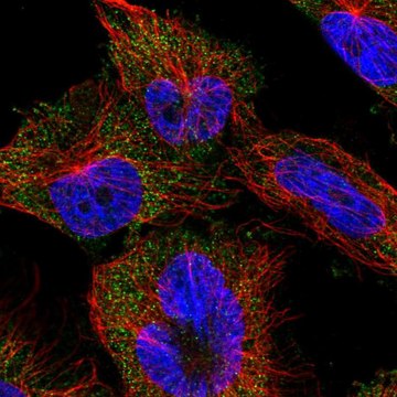 Anti-EFL1 antibody produced in rabbit