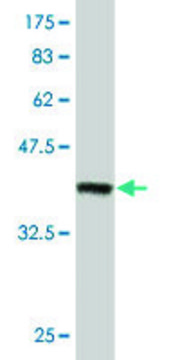 Monoclonal Anti-ZFHX1B, (C-terminal) antibody produced