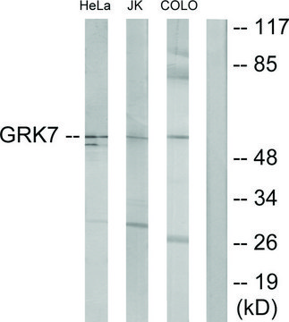 Anti-GRK7 antibody produced in rabbit