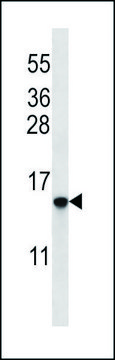 ANTI-HIST1H2BO/HIST1H2BH (N-TERM) antibody produced in