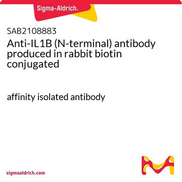 Anti-IL1B (N-terminal) antibody produced in