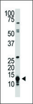 Anti-Drosophila Sumo (C-term) antibody produced