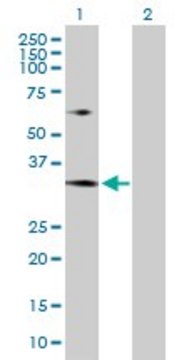 Anti-MRTO4 antibody produced in rabbit