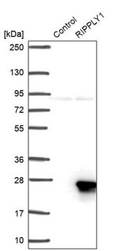 Anti-RIPPLY1 antibody produced in rabbit