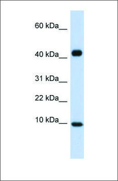 Anti-CCL8 antibody produced in rabbit