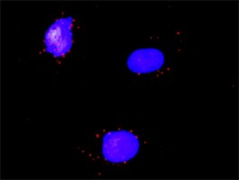 ANTI-RARA antibody produced in mouse