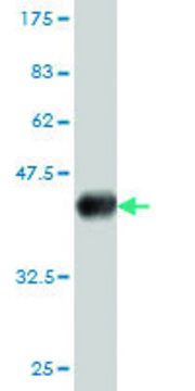 Monoclonal Anti-KNTC2 antibody produced in