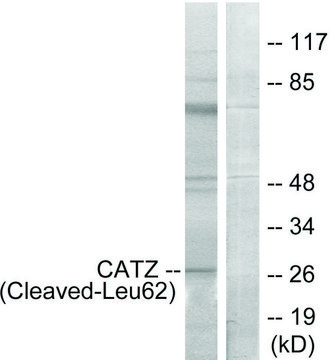 Anti-CATZ (Cleaved-Leu?²) antibody produced in