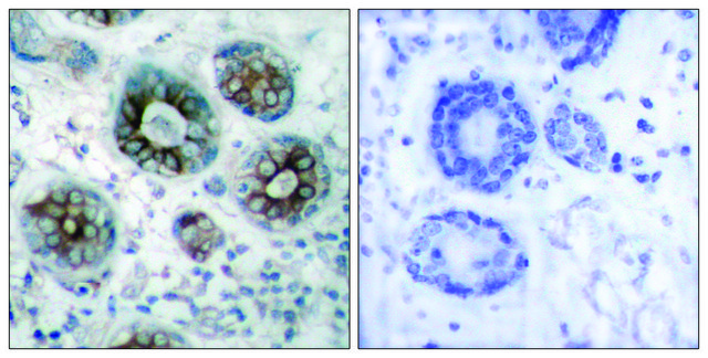 Anti-GAP43 antibody produced in rabbit