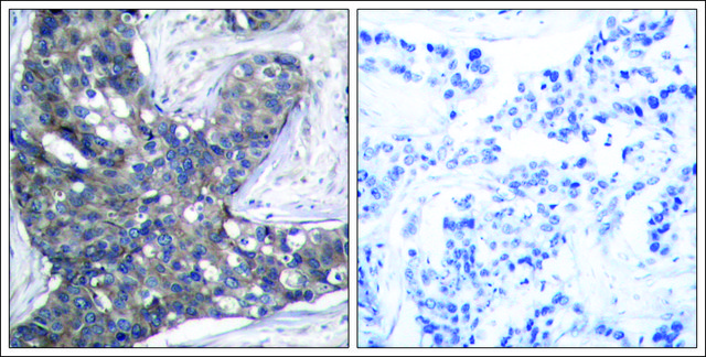 Anti-EIF2S1 (Ab-51) antibody produced in