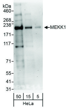 Rabbit anti-MEKK1 Antibody, Affinity Purified