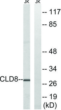 Anti-CLDN8 antibody produced in rabbit