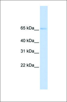 Anti-SLC22A6 (ab2) antibody produced in