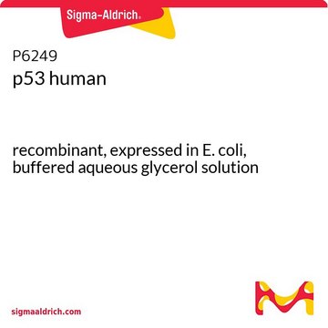 p53 human