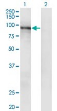 Monoclonal Anti-RASA3, (C-terminal) antibody produced