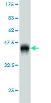 Monoclonal Anti-GAS2L3 antibody produced in