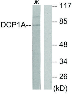 Anti-DCP1A antibody produced in rabbit