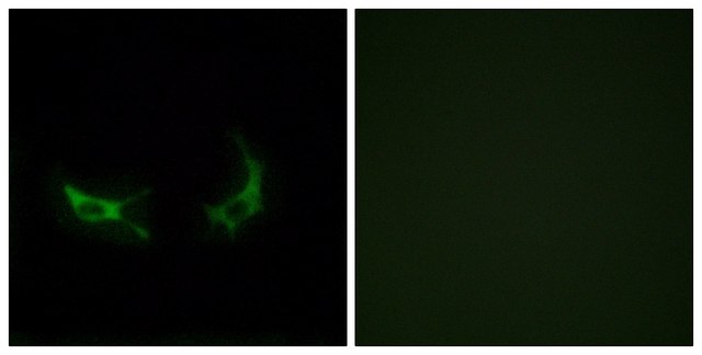 Anti-OR2M3 antibody produced in rabbit