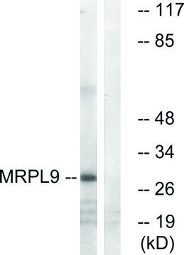Anti-MRPL9, C-Terminal antibody produced in