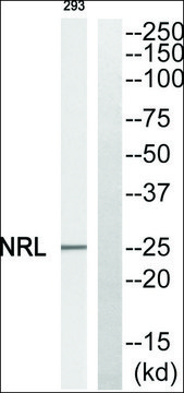 Anti-NRL antibody produced in rabbit