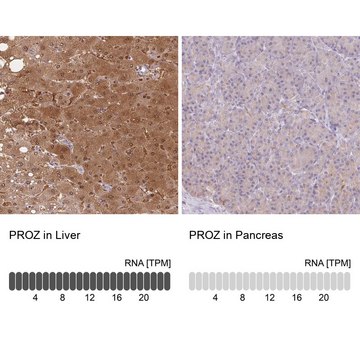 Anti-PROZ antibody produced in rabbit