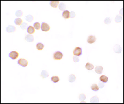 Anti-KREMEN2 antibody produced in rabbit