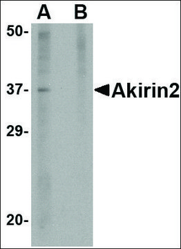 Anti-Akirin2 (ab1) antibody produced in