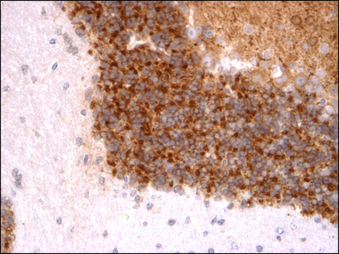 Monoclonal Anti-KCND3 antibody produced in
