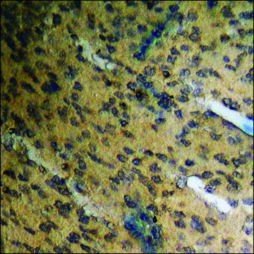 Anti-phospho-ETS1 (pThr³?) antibody produced in