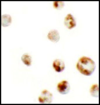 Anti-AFAP1L1 antibody produced in rabbit