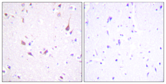 Anti-MST1 antibody produced in rabbit