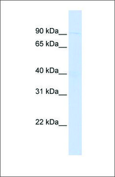 Anti-WDFY3 antibody produced in rabbit