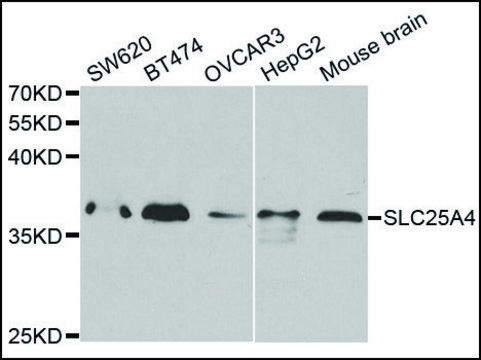 Anti-SLC25A4 antibody produced in rabbit