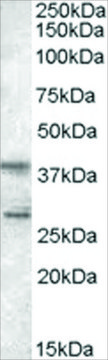 Anti-SCAP2/PRAP antibody produced in goat