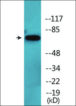 Anti-phospho-Tau (pThr?³?) antibody produced in