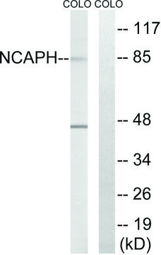 Anti-NCAPH antibody produced in rabbit