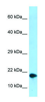 Anti-NUPR1 (C-terminal) antibody produced in