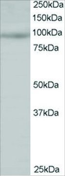Anti-HPK1/MAP4K1 antibody produced in goat