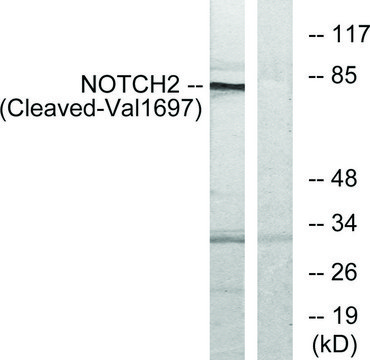 Anti-NOTCH2 (Cleaved-Val¹???) antibody produced in
