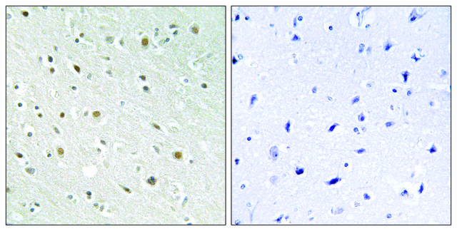 Anti-SSBP2 antibody produced in rabbit