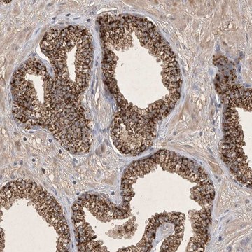 Anti-FAM221B antibody produced in rabbit
