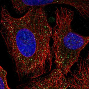 Anti-PCDHA6 antibody produced in rabbit