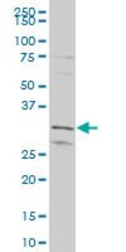 ANTI-MEOX1 antibody produced in mouse