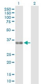 Anti-ZMAT3 antibody produced in rabbit